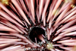 Needle Urchin - F4 1/60 ISO200 60MM macro lens. by Stuart Ganz 